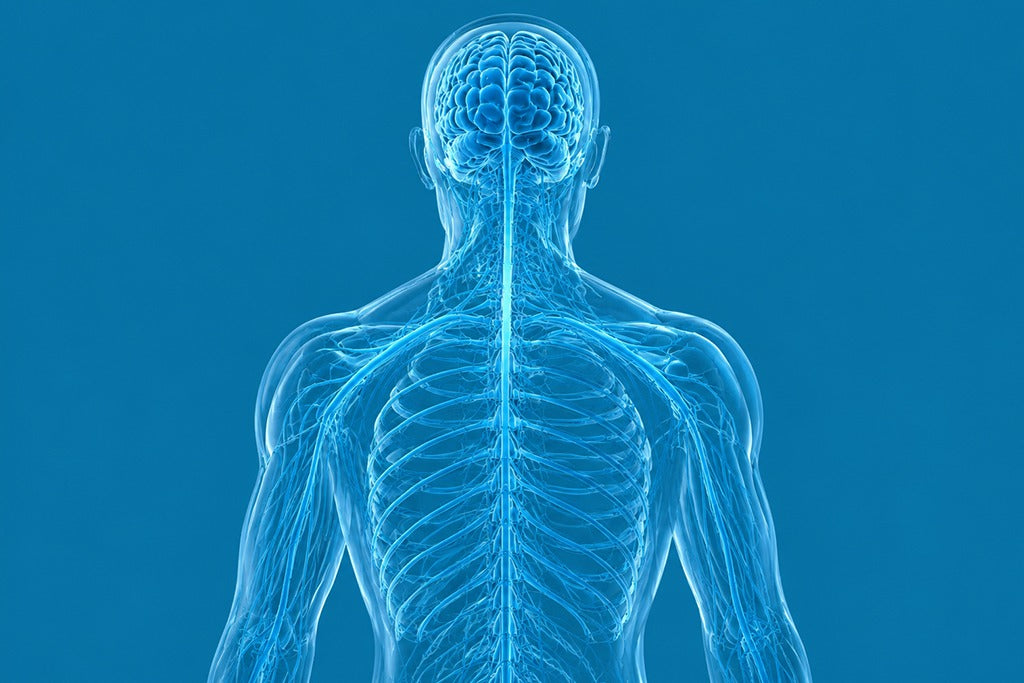 Heavy Metals and Brain Health: What Current Research Actually Shows