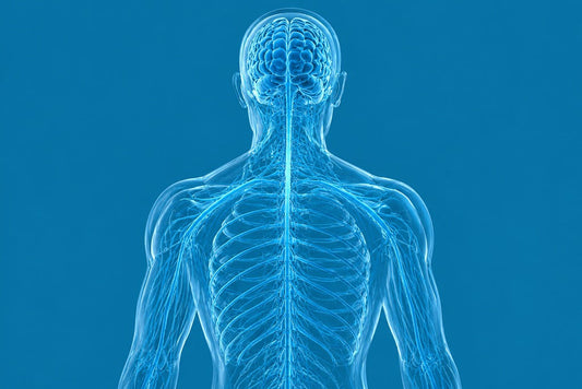 Heavy Metals and Brain Health: What Current Research Actually Shows